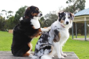 massaggio fra cani